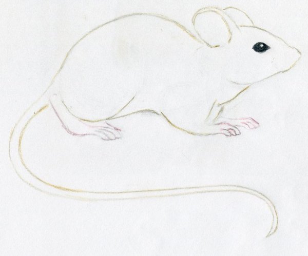 Зарисовки мышей