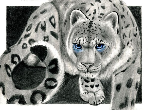 Снежный Барс карандашом