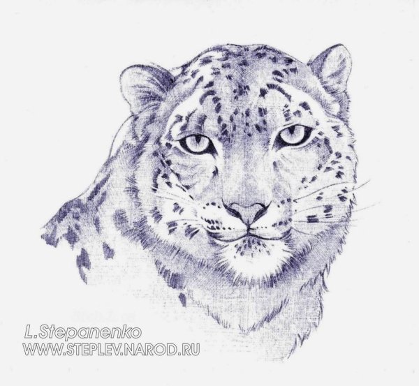 Нарисовать снежного Барса