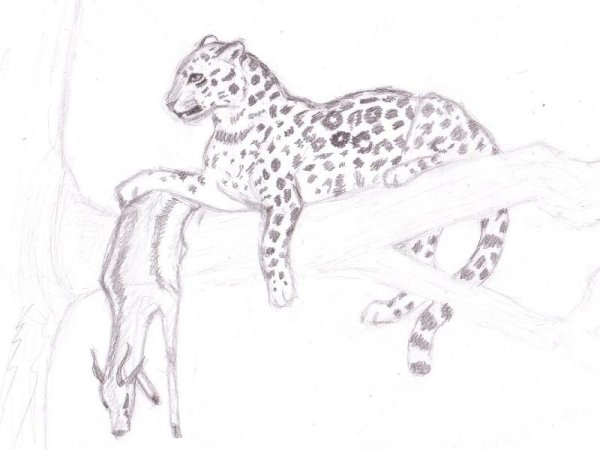 Рисунки леопарда карандашом для начинающих