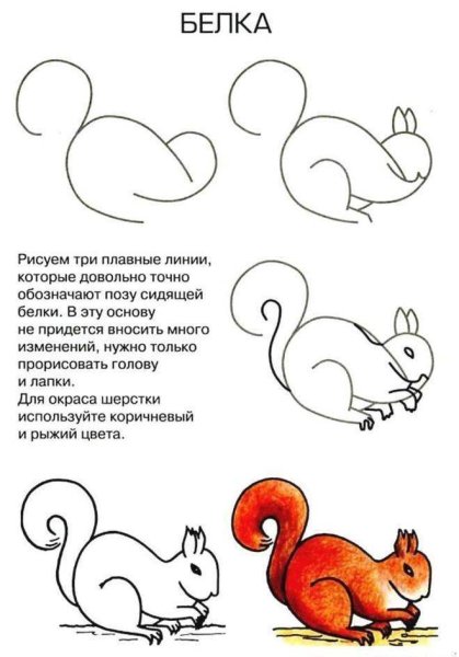 Белка для срисовки