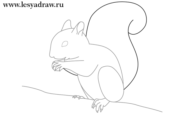 Белка для срисовки легко