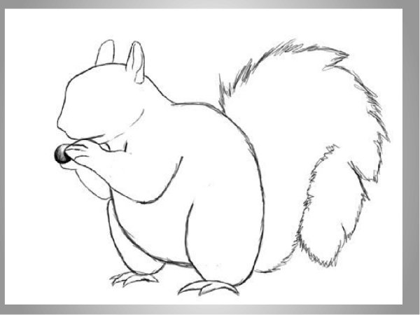 Белочка рисунок легкий