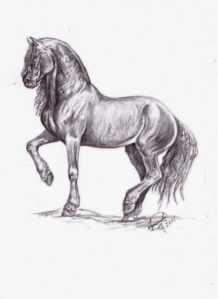 Волк вид сбоку скетч