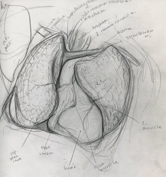 Орган легкие человека