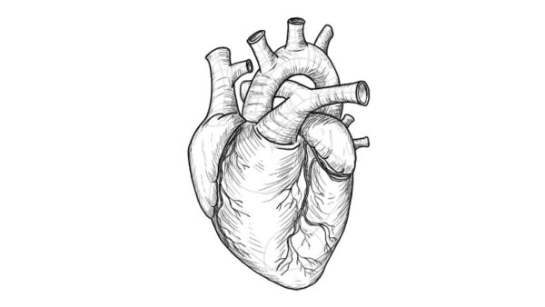 Печень карандашом