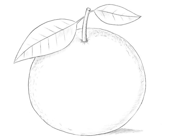 Мандарин рисунок карандашом