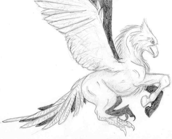 Раскраска Гарри Поттер гиппогриф