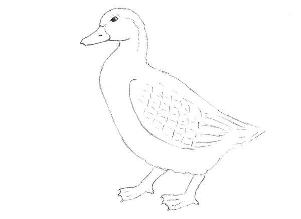 Утка карандашом