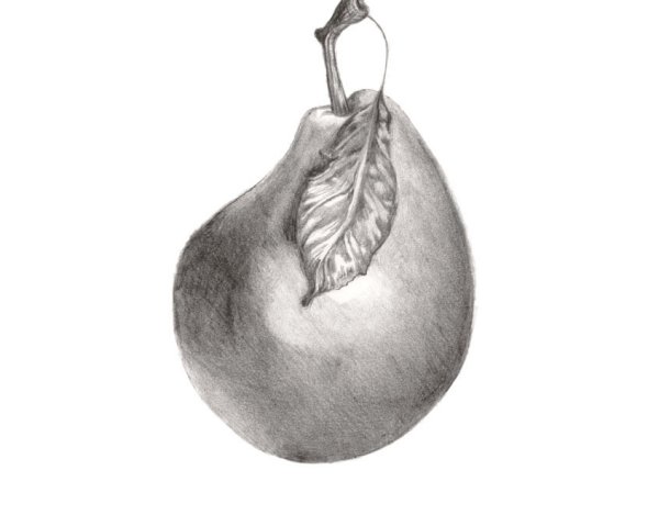 Груша рисунок