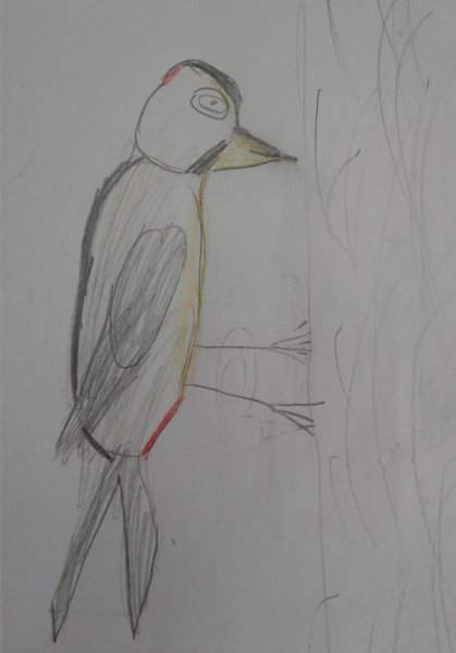 Рисование дятел в подготовительной группе