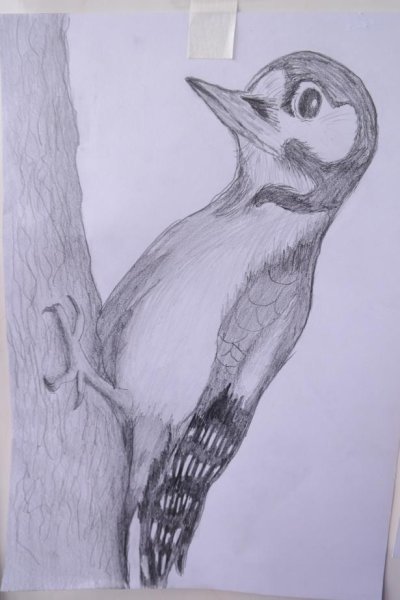 Поэтапное рисование дятла