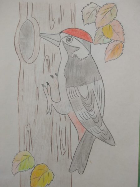 Дятел поэтапное рисование для детей