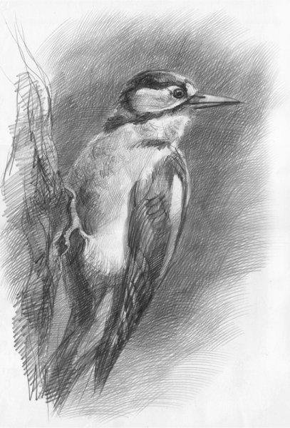 Урок рисования дятла