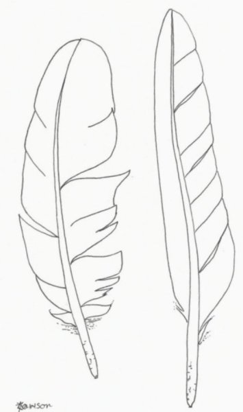 Перо карандашом