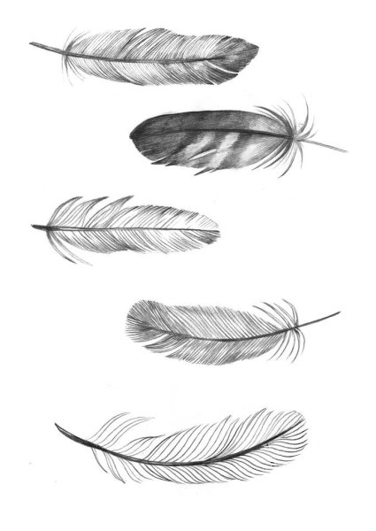 Красивое перо рисунок