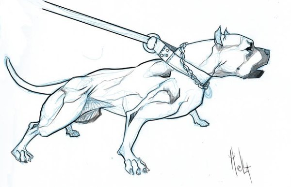 Питбуль карандашом