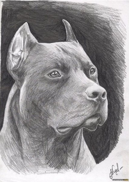 Питбуль карандашом