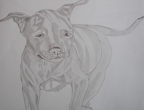 Питбуль эскиз