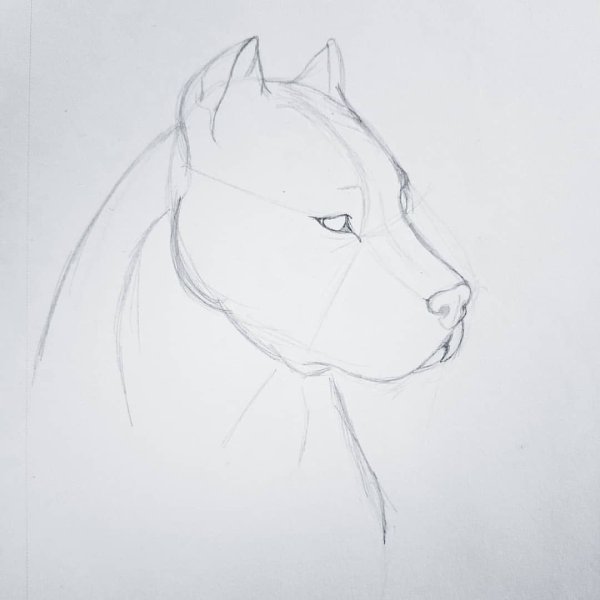 Рисовать питбуля