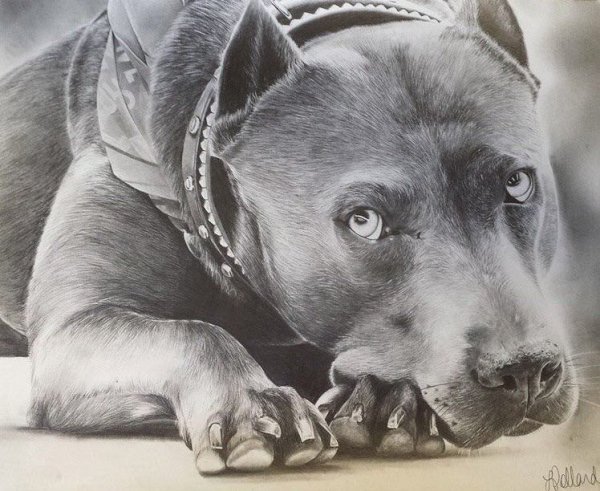 Американский питбультерьер раскраска