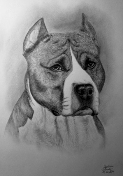 Питбуль карандашом для срисовки