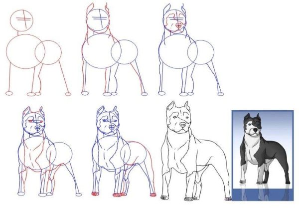 Питбуль рисунок карандашом поэтапно