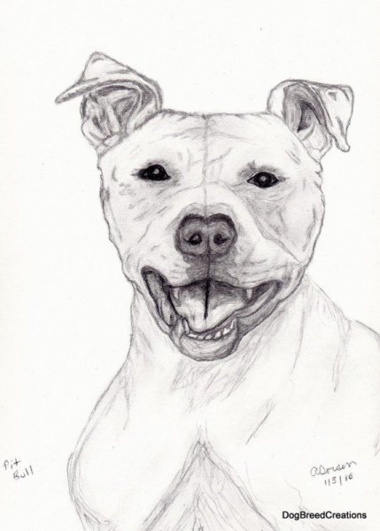 Раскраска питбуля