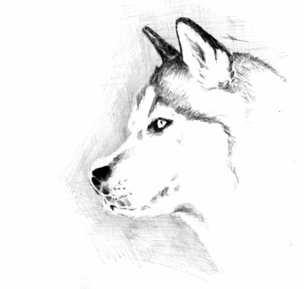 Лайка рисунок карандашом