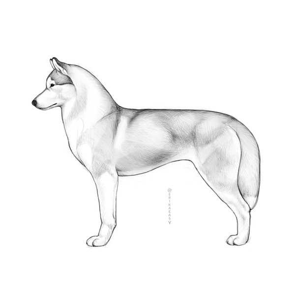 Собака хаски вид сбоку