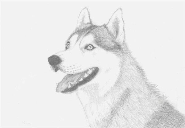 Хаски рисунок