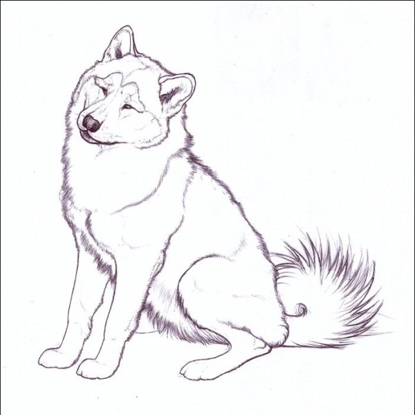 Раскраска собака лайка