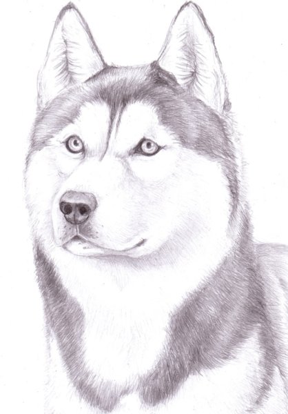 Собака рисунок карандашом