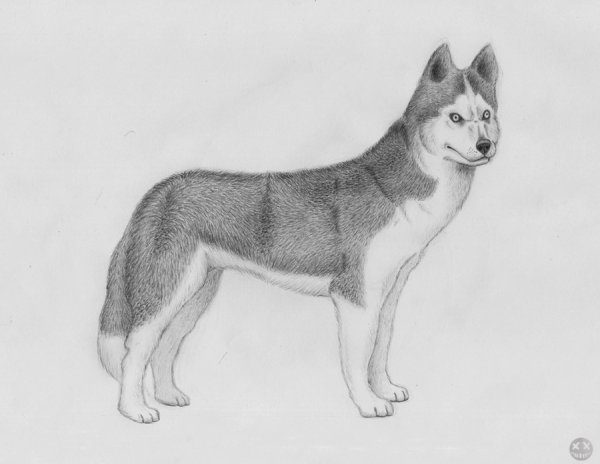 Собака рисунок карандашом
