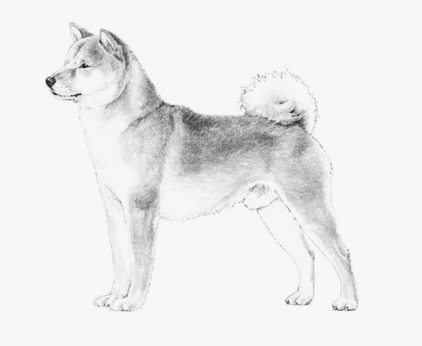 Рисунки хаски простым карандашом