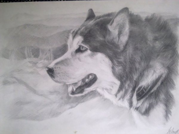 Хаски карандашом