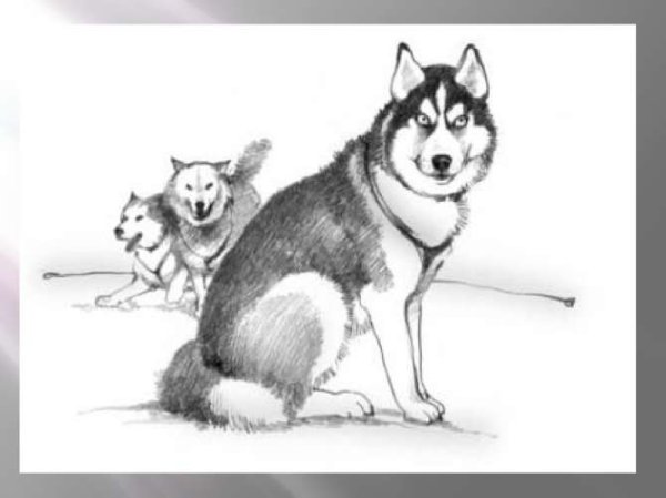 Собака хаски карандашом
