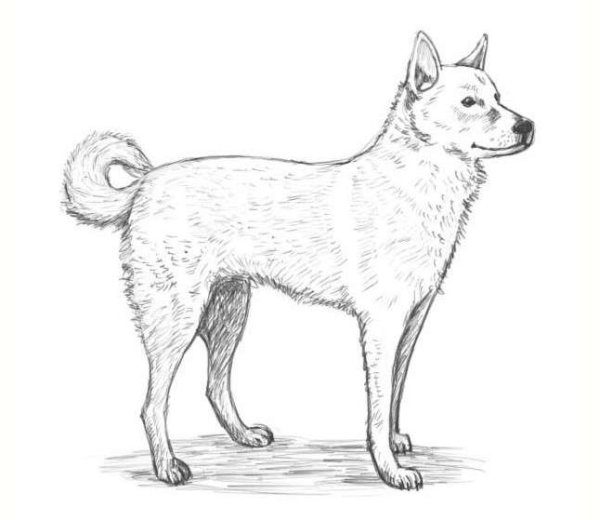 Хаски рисунок