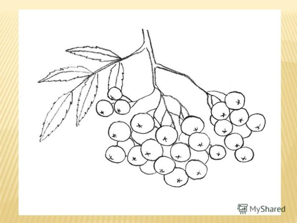 Рябина раскраска