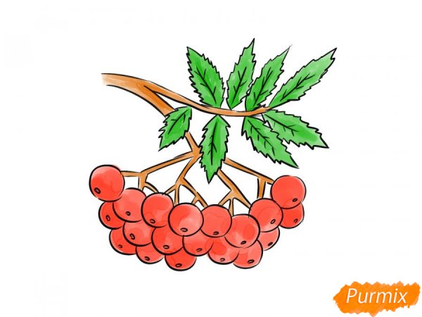Рябина рисунок