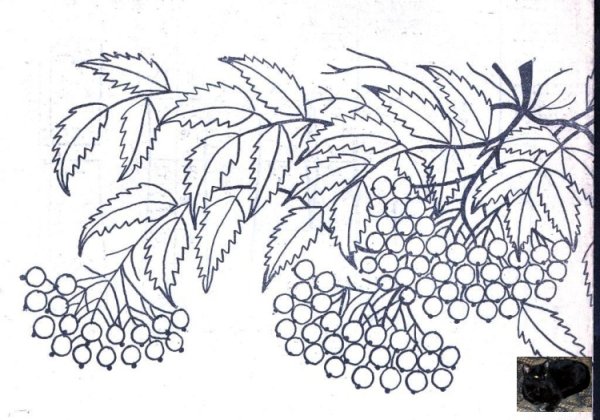 Ветка рябины в снегу