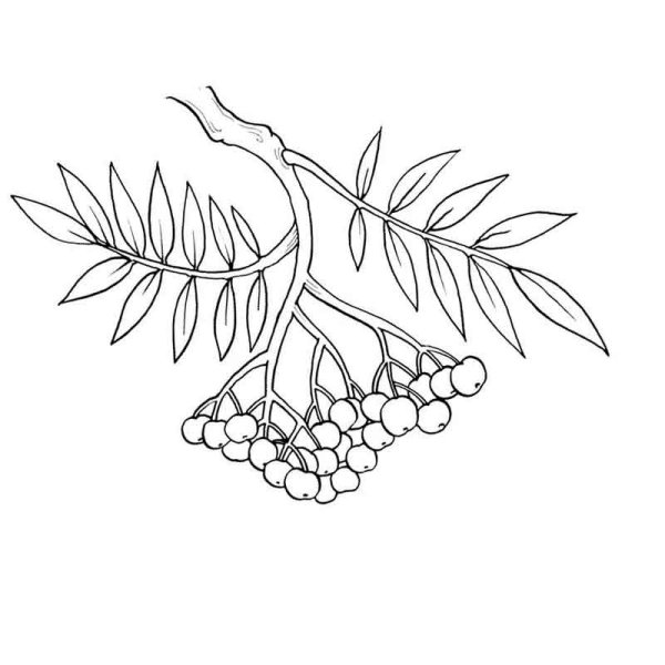 Рябина раскраска