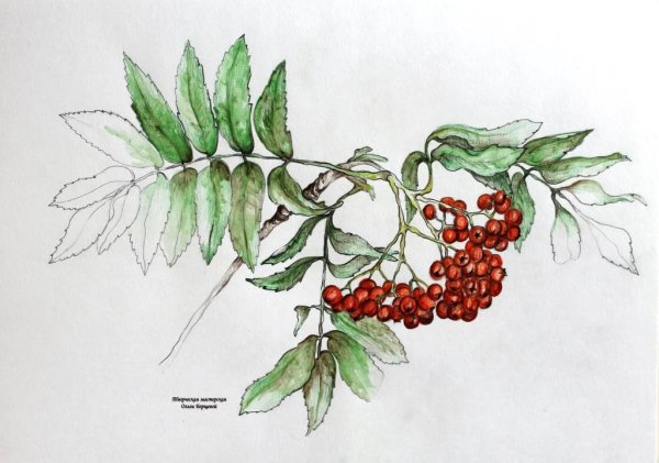 Ветка рябины рисование