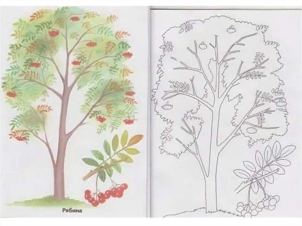 Рябина рисование карандашом