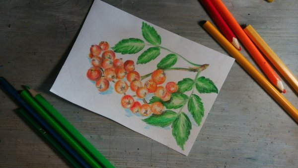 Рябина рисунок карандашом