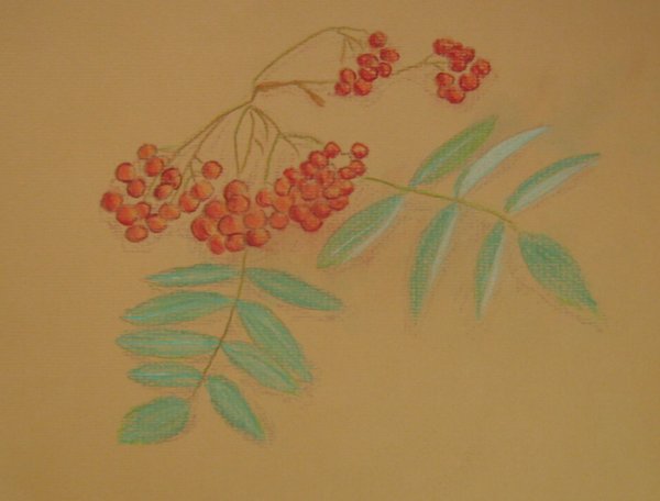 Ветка рябины поэтапное рисование