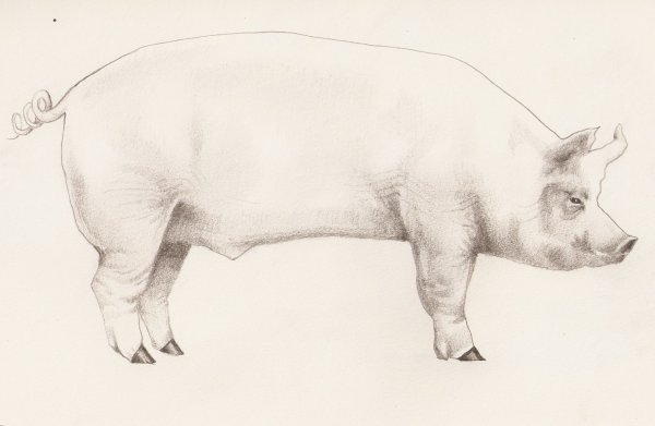 Свинья схематично