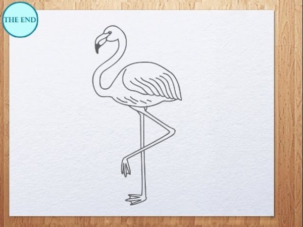 Фламинго простым карандашом