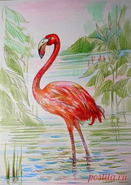 Фламинго цветными карандашами