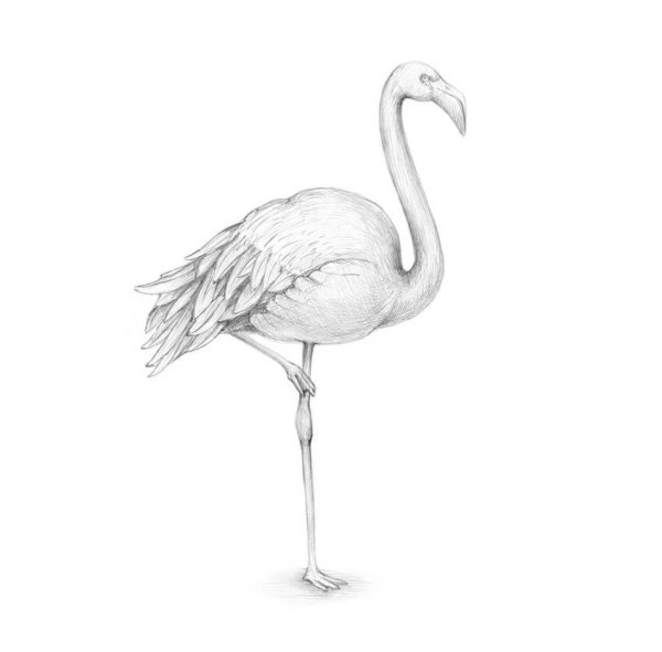 Фламинго рисунок